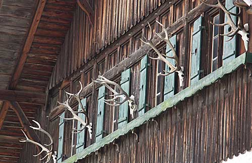 Jagderfolge Rind, Hirsch und Gais - Pferde fehlen noch! zu besichtigen an einem Bauernhof in Sulzberg (Oberallgäu)
