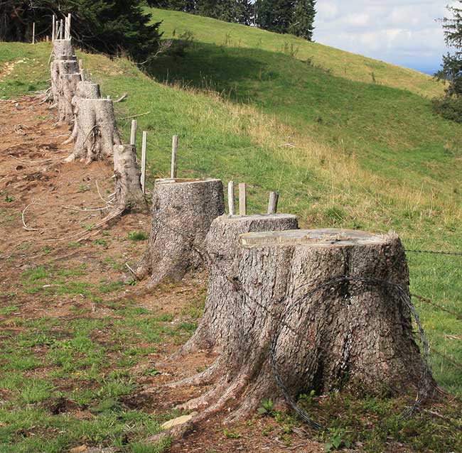 Baumstümpfe als Stecken für einen Weidezaun - Wanderung zur Juget Alpe Oberstaufen