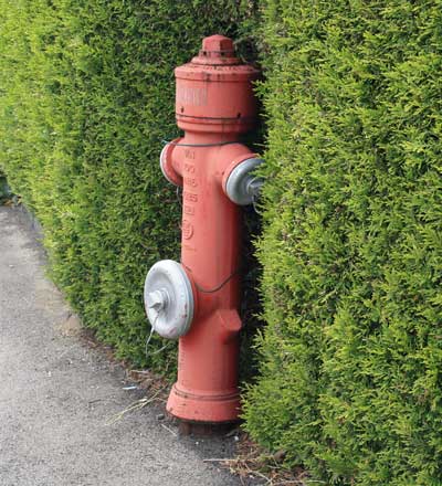 Hydrant in der Hecke eingewachsen