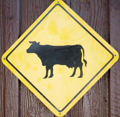 Warnung vor der Kuh - Oberried - Familie Schneider - 2016