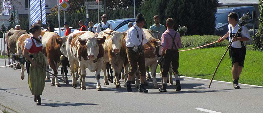 etwa 8 Rindviecher werden von einem Stall aus durchs Dorf  getrieben und dann wieder zurück in denStall - von wegen Viehscheid!