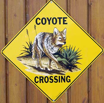 Warnung vor dem Coyoten im Allgäu