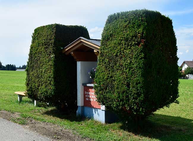 Ein Marterl eingewachsen von 2 gärtnerisch gestalteten Thuja Bäumen Heimenkirch 2018