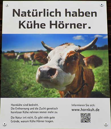 Natürlich haben Kühe Hörner - Hornkuh.de - Biland Hof Heimenkirch