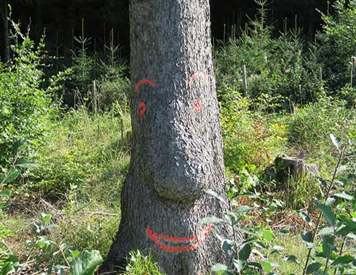 Ein Baum mit Nase und Gesicht bei Roßhaupten