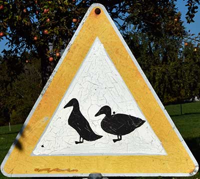 Es sind doch einige Enten pberfahren worden auf dem Bauernhof Bek