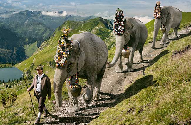 Wenn’s so wär, wüssten Sie’s aus der Abendschau - Alpabtrieb mit Hannibals Elephanten vom Nebelhorn