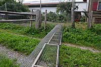 freilaufende Bio Hühner in Bodenhaltung in Heimenkirch - Hühnertunnel