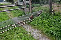 freilaufende Bio Hühner in Bodenhaltung in Heimenkirch - Hühner im Tunnel
