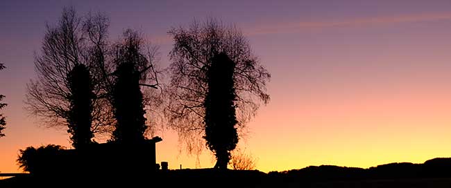 Mit Efeu eingewachsene Birken vor dem Sonnenaugang über dem Hochgrat