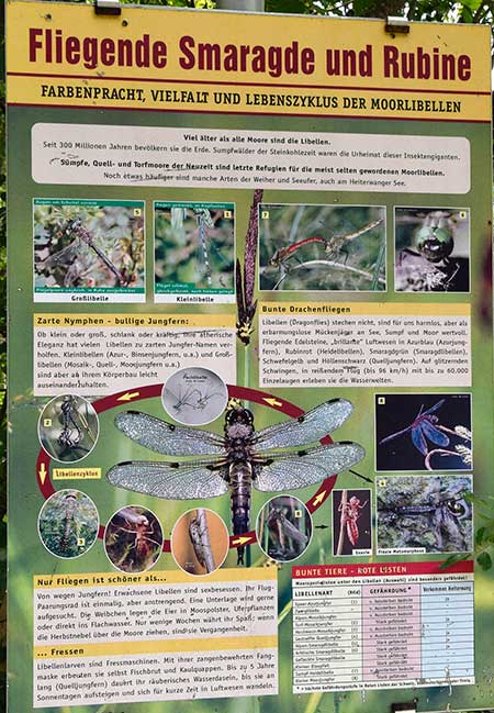Geschützte Libellen - im Südeutschen Raum und den Alpen - Heiterwanger See 2019