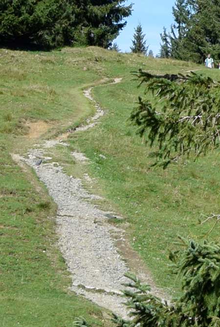 Wandergebiet rund um die Alpe Hörmoos - je steiler der Weg desto breiter die Zerstörung. Schotter, Kies und Drainage können nicht mehr helfen.