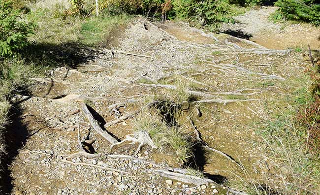 Wandergebiet rund um die Alpe Hörmoos - deutliche Terassenbildung ohne erosive Tendenzen, wenn genügend Bäume mit ihren Wurzeln vorhanden sind