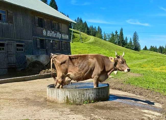 Kneipp Kuh - Wellness für Kühe - Kneipp Tretbecken auf der Höfle Alpe der Hörnerdörfer