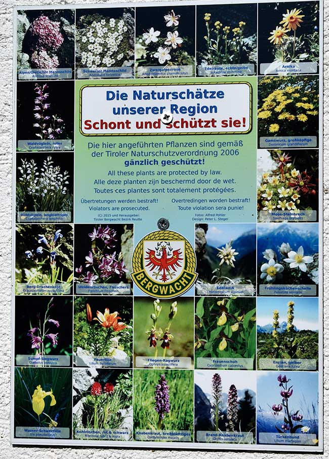 Geschützte Pflanzen und Blumen - im Südeutschen Raum und den Alpen - Seeg im Lechtal 2019