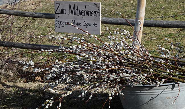 Weidenkätzchen kann man als Frühjahrsgruß auf vielen Märkten sehen, selten aber direkt vom Bauernhof selber - Tautenhofen 2019