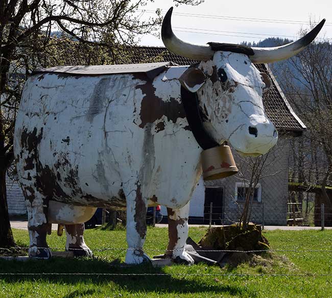 Diese Kuh mit Hörnern war mal auf einem Faschingsfestwagen, jetzt darf sie bis zu ihrem Lebensende auf einem Bauernhof in Wertach ihr Gnadenbrot