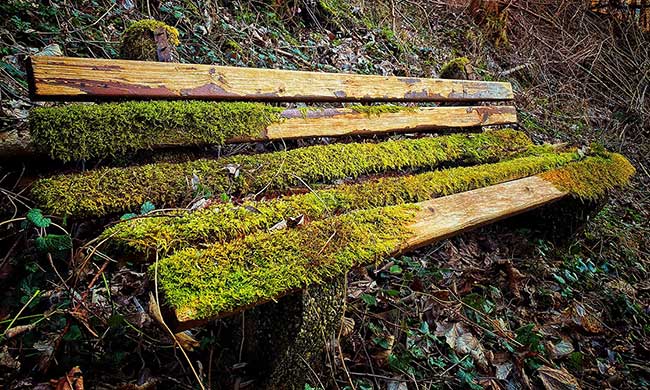 der Wald holt sich sein Holz zurück - Buxheimer Wald bei Memmimngen 2020