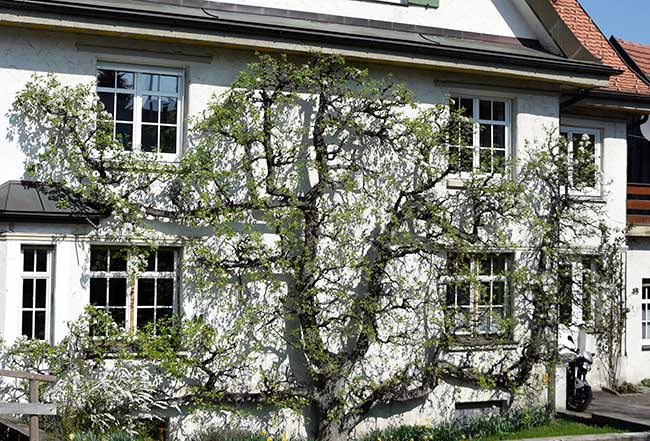 wunderschöner Kirschbaum als Spalierbaum an einer Hauswand im Westallgäu
