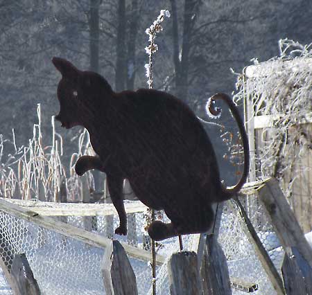 Katze auf dem Zaun