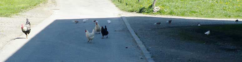 Verkehrszeichen Achtung, gefährlche Hofdurchfahrt - Hühner und Tauben können genaus so einem begegnen