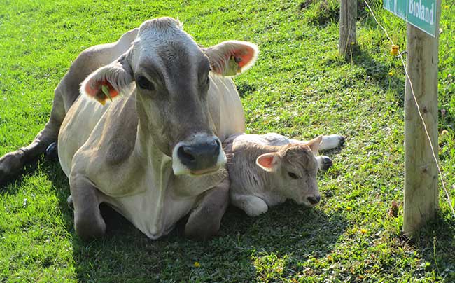Mutterkuh mit Kälbchen auf einen Bioland Bauernhof in Heimenkirch 2018