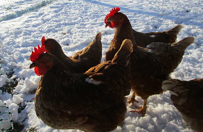 hier werden die seltenen Schneehühner gezüchtet und die Eier im Hofladen angeboten