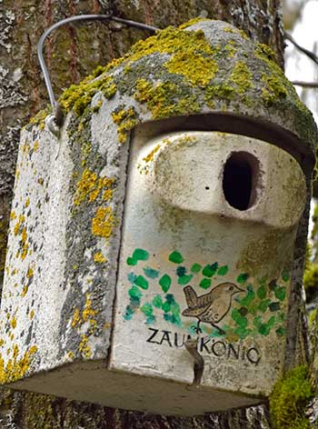 Isny Stadtpark, direkt vor der Stadtmauer - Vogelhäuser für Zaunkönige